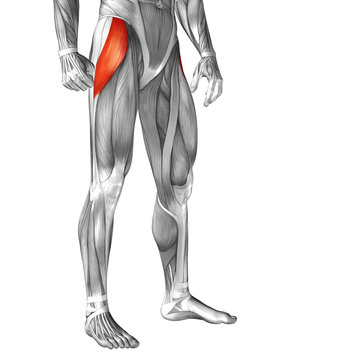 <p>Label this muscle, what tendon does this muscle insert into</p>