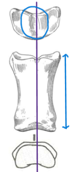 <ul><li><p>symmetrical, broad and shallow</p></li><li><p>longer, cylindrical </p></li><li><p>both articulations are grooves</p></li></ul><p></p><p>horse proximal phalanx</p><p></p>