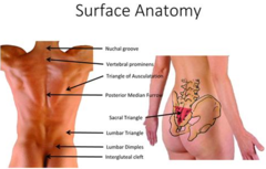 <p>Locating structures on or near the body surface.</p>