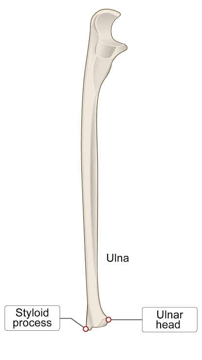 <p>Head of the ulna</p>