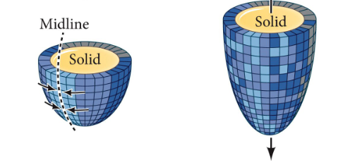 <p>group of cells converge (narrow) towards the midline and line up on midline to extend perpendicularly</p>