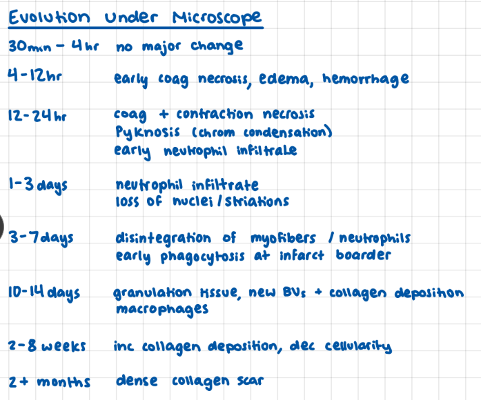 <p>ami, i hear nothing from you for <strong>4 hours</strong> then you tell me you have</p><p><strong>coag necrosis, edema, hemorrhage</strong></p><p>then on top of that you have both <strong>coag and contract nec</strong> plus <strong>pyknosis</strong>? </p><p>yeah <strong>neutrophils </strong>are here but you go on to tell me how now your <strong>breaking down and have no nuclei or nuclear striations</strong> then on top of that your <strong>myofibrils disintegrate</strong></p><p>all for you to have <strong>granulation tissue, blood vessel, and collagen deposition</strong></p><p>for you to <strong>inc collagen dep and dec cellularity</strong></p><p>all to leave you with a <strong>dense collagenous scar</strong>?!</p>