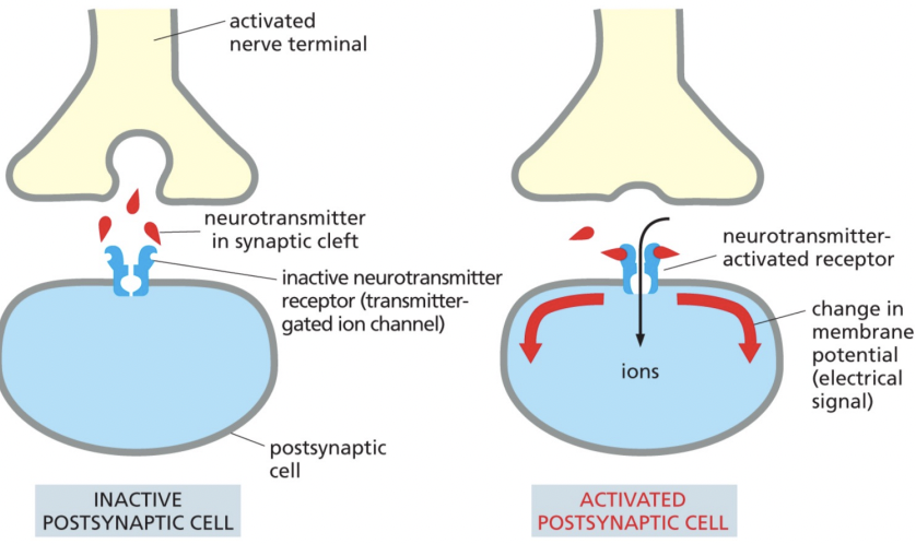 <p>Neurotransmitters are transmitted along axons to remote target cells. When action potentials reach the axon terminal, electrical signals are converted into chemical signals in the form of neurotransmitters. The neurotransmitters then diffuses across synaptic gap to reach membrane of target cells</p>