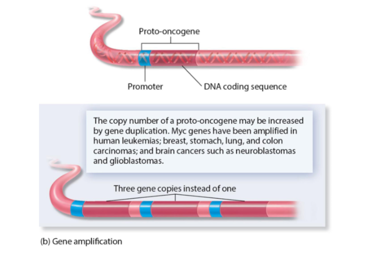 <p>The increase in copy number can result in too many proteins, which drive uncontrolled cell division.</p>