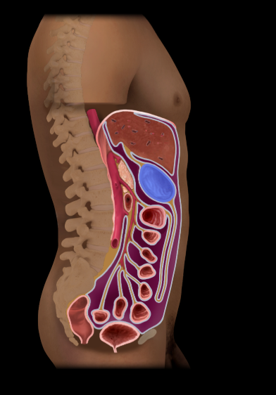 <p><span>Stomach</span></p>