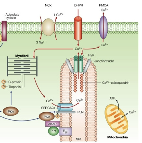 <ul><li><p><strong>DHP (Dihydropyridine) Receptor:</strong> Voltage-sensitive receptor located in the T-tubule that signals the RyR receptor.</p></li><li><p><strong>Ryanodine (RyR) Receptor:</strong> Signals for calcium (<span>Ca2+</span>) to be released from the sarcoplasmic reticulum (SR).</p></li><li><p><strong>SERCA (Calcium ATPase):</strong> Enzyme/pump that pulls calcium back into the SR.</p></li></ul><p></p>