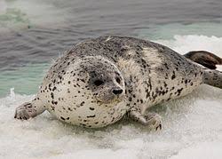 <p>Spotted seal</p>