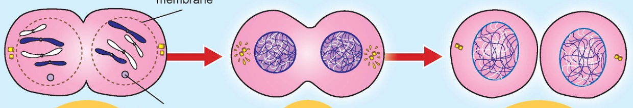 <p>Mitosis: What stage is this?</p>