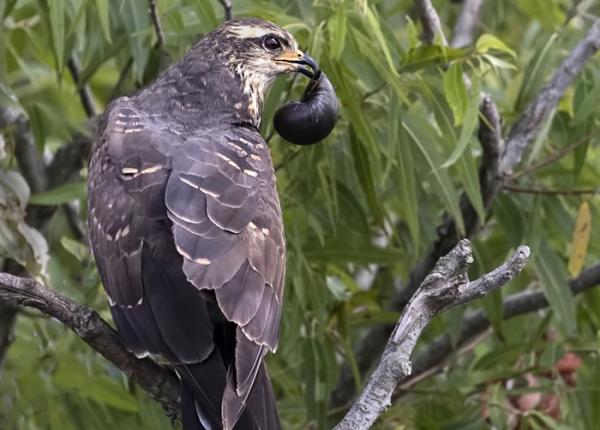 <p>(this is a female, males are all brown)</p>