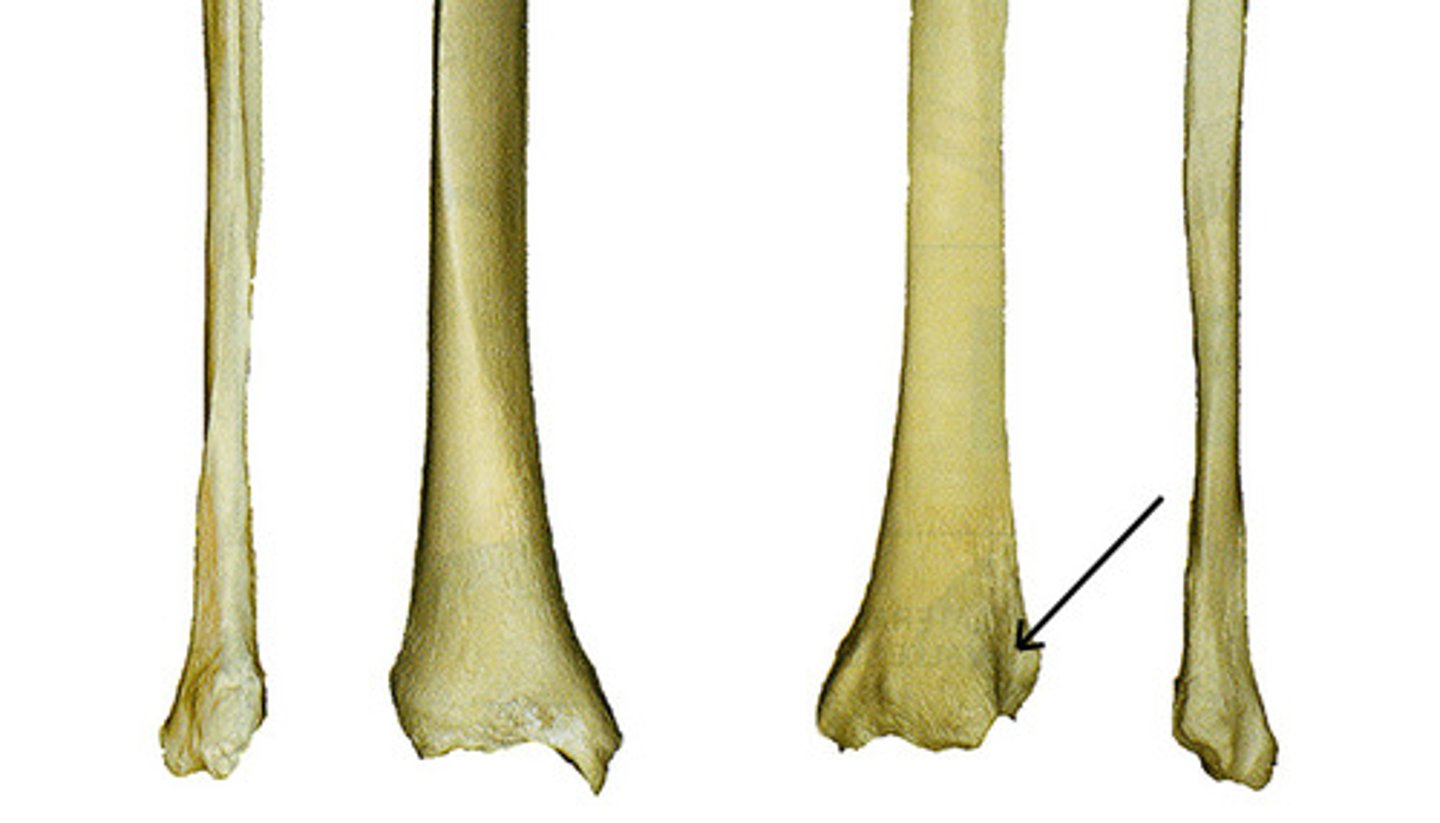 <p>tibia</p>
