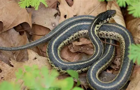 <p>What Reptile is this?</p>