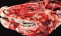 <p>etiologia e diferenciais </p>