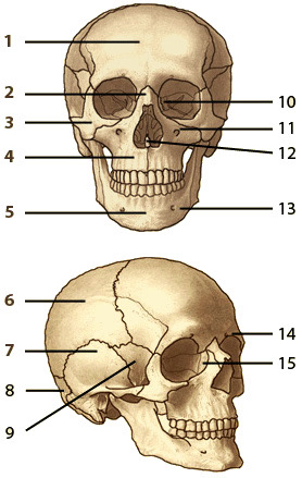 <p>remplir le schéma sauf 11, 13 et 14</p><p></p>