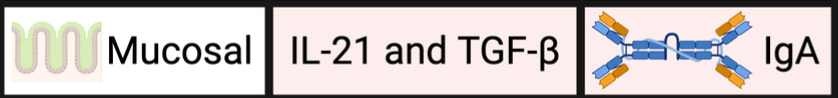 <p>targets IgA isotype </p>
