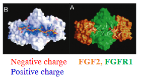 <p>negative vs positive - critical for their interaction (FGFR D2 domain has basic residues = positive charge)</p>