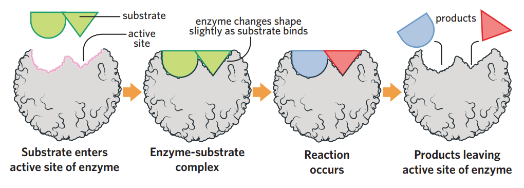 <ul><li><p>enzymes - proteins usually ending in ‘ase’ that catalyse (speed up) biochemical reactions by lowering the activation energy required required to initiate the reaction</p></li><li><p>substrate (reactant) binds to active site on enzyme (which has 3d complementary shape), making enzyme-substrate complex, then reaction occurs, and products are released</p></li><li><p>substrate specificity - each enzyme only binds to 1 substrate → only catalyse 1 reaction</p></li></ul><p></p><p></p>