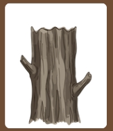 <p>The main woody part of a tree.</p>