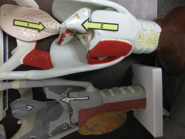 <p>Identify 1, and 2?</p><p>Lab Image 5-5</p>