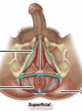 <p>Name muscle in purple</p>