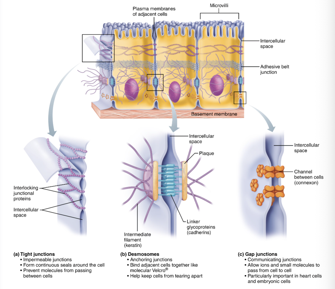 <ul><li><p>3 types</p></li><li><p>bind epithelial cells to one another</p></li></ul><p></p>