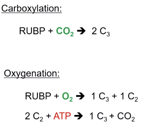 <ul><li><p>Yes it is bad because it oxidizes the compound what leads to the release of energy not to the storage of it.</p></li><li><p>Because rubisco also has a site where it can oxidate instead of carboxylation.</p></li><li><p>Happens when there is to much O2. So that O2 binds to rubisco instead of CO2.</p></li><li><p>Happens when it is hot and the stroma are closed (to save water loss). Problem is also no CO2 intake so O2 builds up.</p></li></ul><p></p>