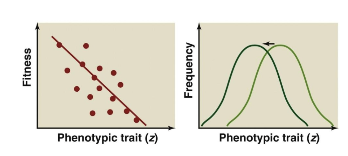 <p>Individuals at one extreme of a character distribution contribute more offspring to the next generation. Doesn’t necessarily change the variance</p>