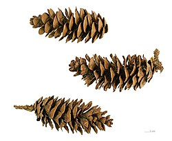 <p>Świerk kaukaski</p><p>Picea orientalis</p>