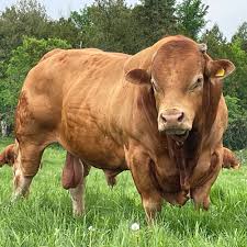 <p>Limousin</p>