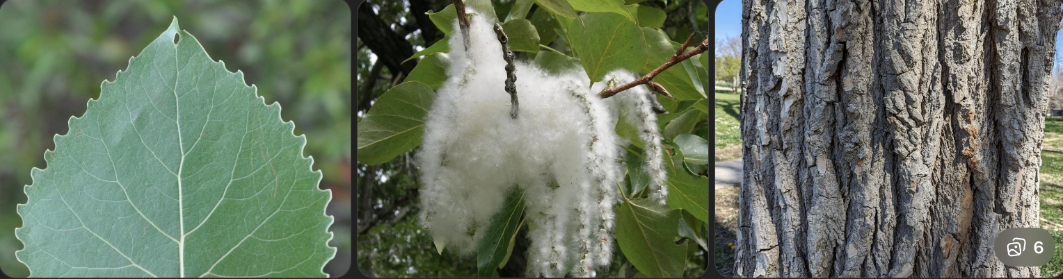 <p>Identify this tree</p>