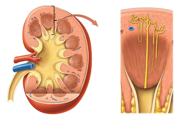 <p>Housed in the <strong>medulla </strong>of the kidney. </p><ul><li><p><strong>Smooth muscle</strong> within walls of <strong>calyces </strong>and <strong>renal pelvis</strong> <strong>propel urine</strong> towards the ureter </p></li><li><p>Tapers into a slender <strong>papilla </strong>→ <strong>minor calyx</strong> → <strong>major calyx </strong>→ <strong>renal pelvis</strong> → <strong>ureter </strong></p></li></ul><p></p>