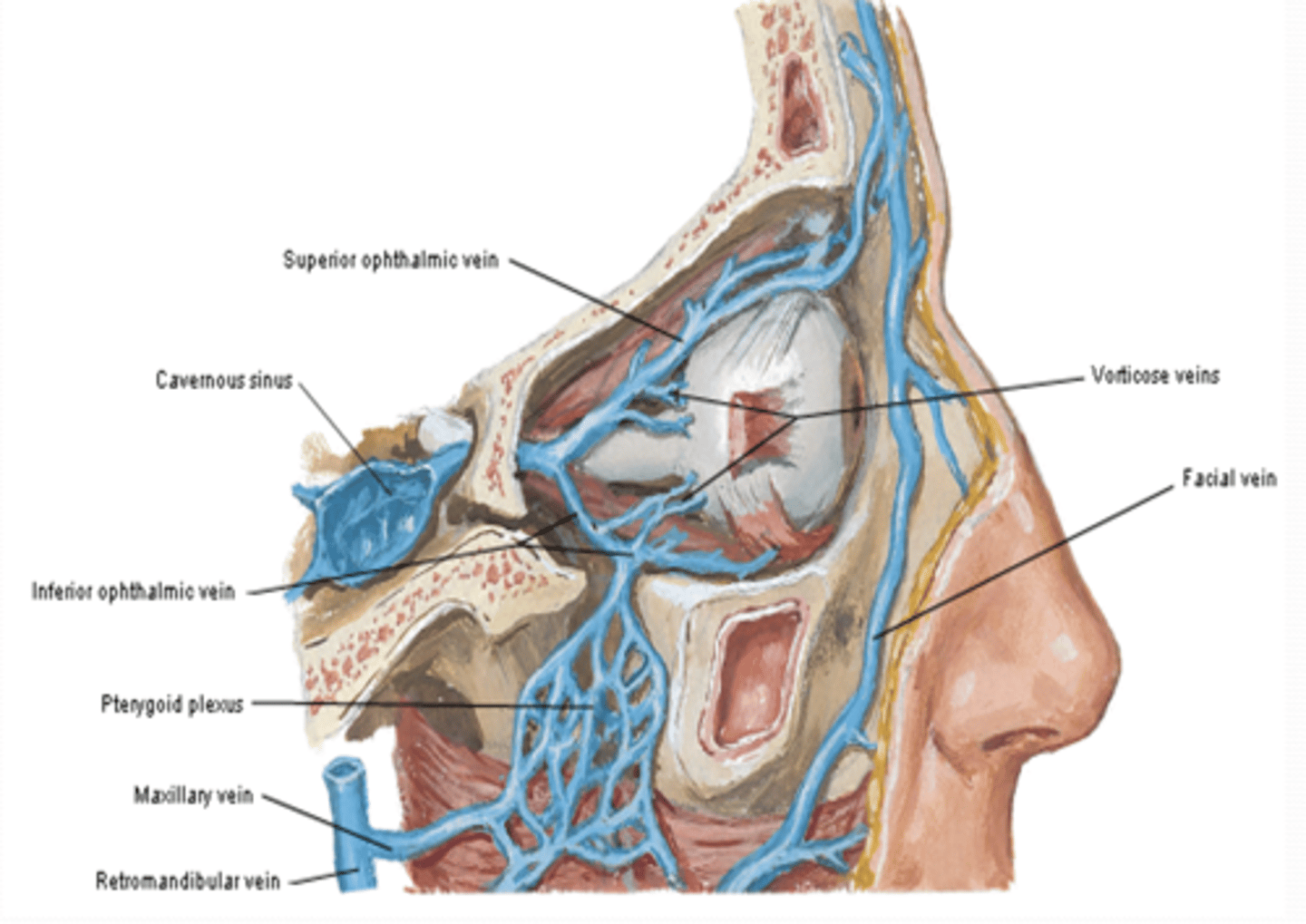 <p>What do the vorticose veins drain, and where do they empty?</p>