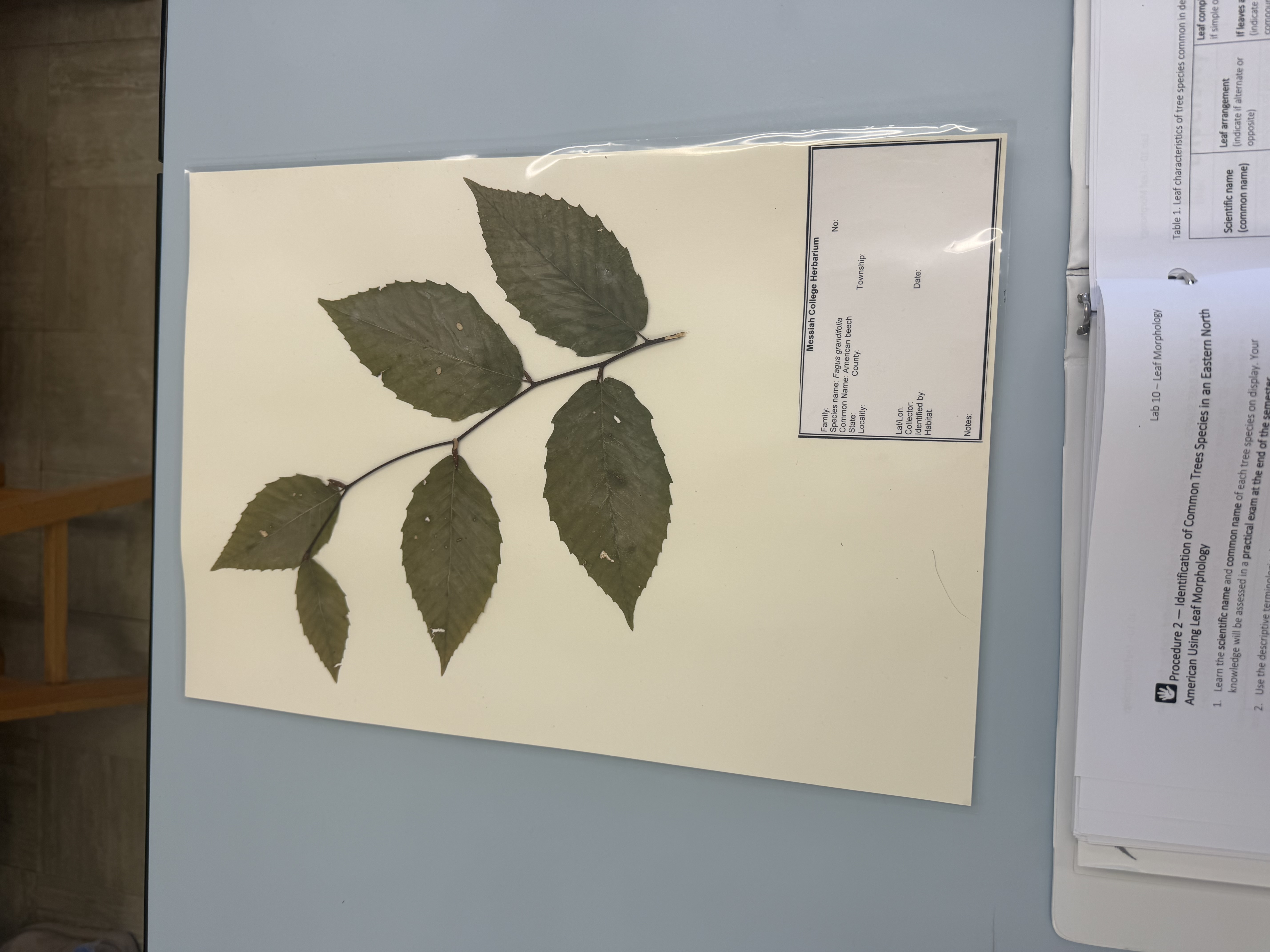 <p>fagus grandifolia</p>