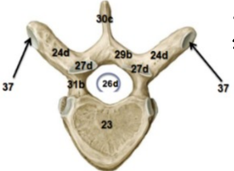 <p>24d</p>