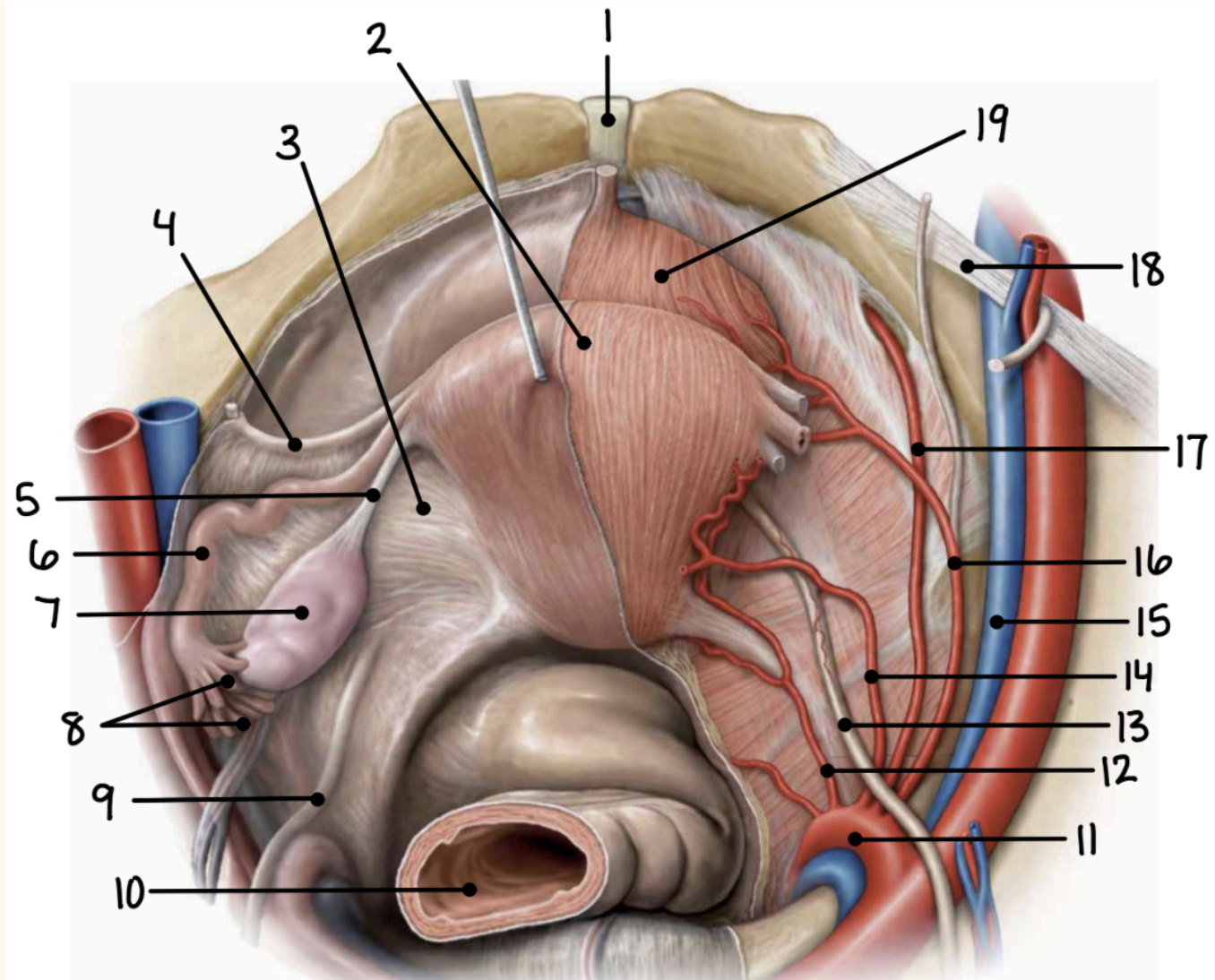 <p>12</p>