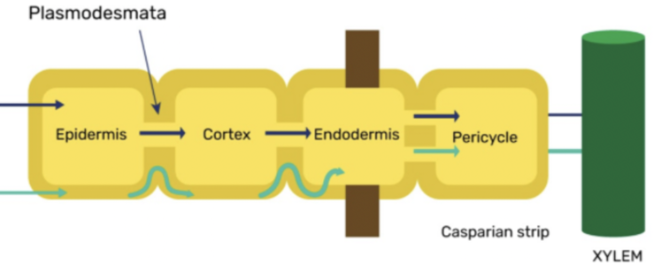 <p>the purple line represents the - pathway, and the green line is the - pathway</p>