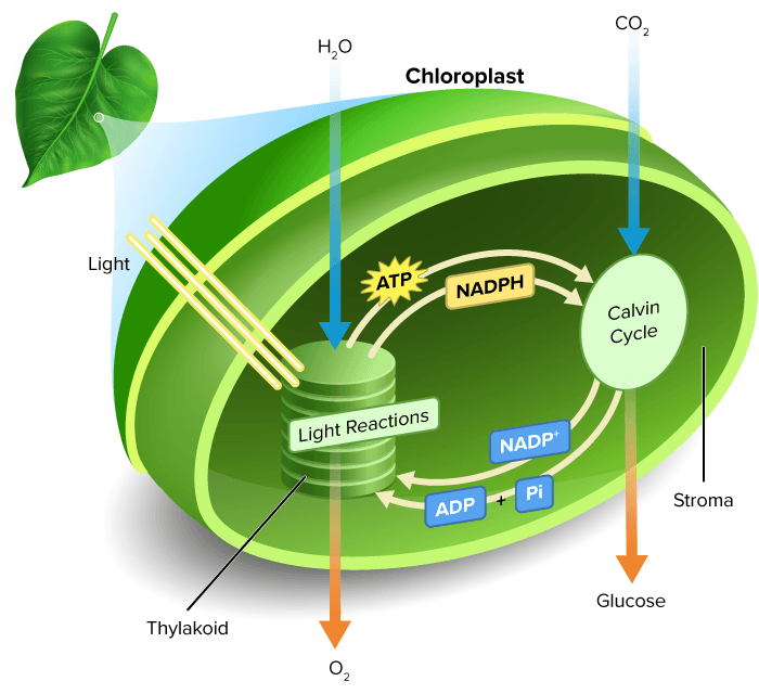 <p>chloroplast</p>