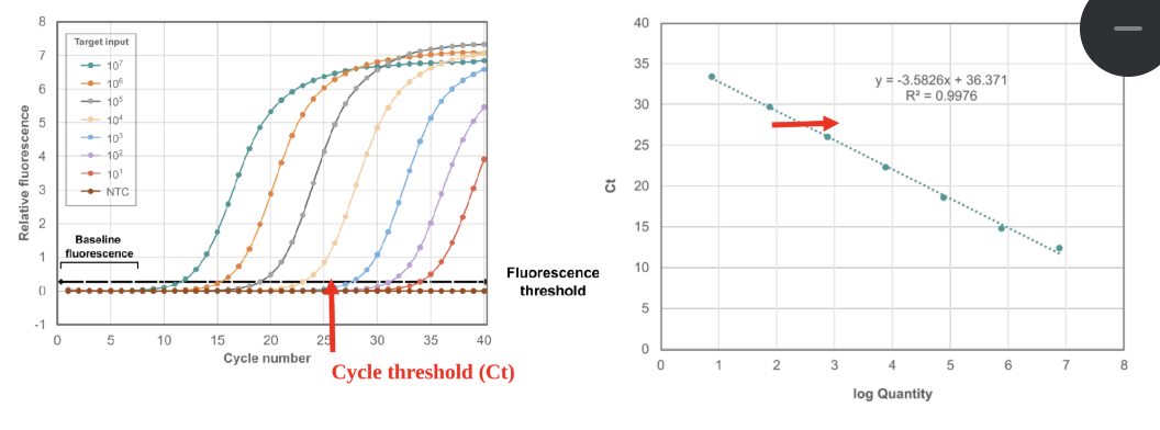 <ul><li><p>uses standard curve (serial dilution of known concentrations) run in parallel to allow for estimation of titer within a sample</p></li><li><p>used for diagnosis/tracking of titers of organisms in bodily fluids</p><ul><li><p><em>namely viral titers in serum/plasma</em></p></li></ul></li><li><p>quantifiable range and reportable range are not always same</p></li><li><p>things can be + < or > limit of quantitation, and are still +</p><ul><li><p><strong>cannot</strong> report outside of LoQ (only that it is +)</p></li><li><p>Ct values =/= quantitation (and shouldn’t be interp that way) </p></li></ul></li></ul><p></p>