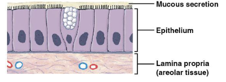 <p>coated with secretions of mucous glands, line most of digestive and respiratory tracts and portions of urinary and reproductive tract</p>