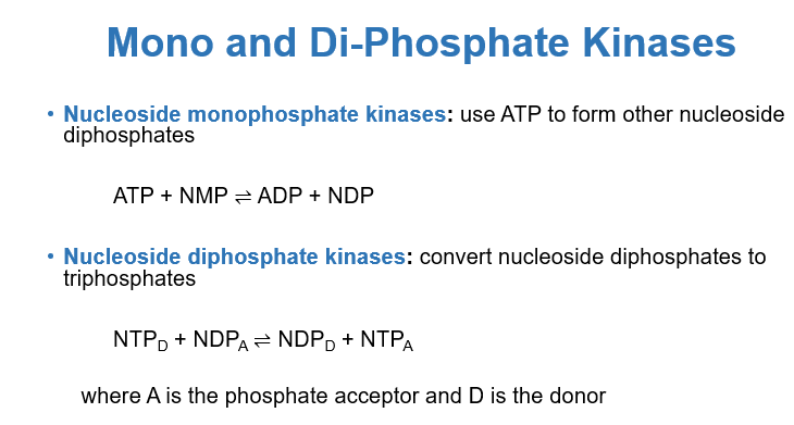 <p>which enzyme is used to go from monophosphate to diphosphate</p>