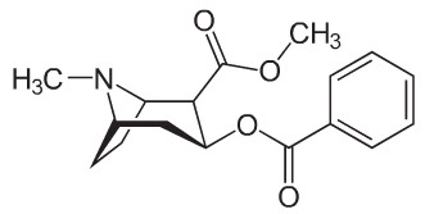 <p>Tropane Alkaloids (Nitrogen Reading a Book)</p>