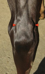<p>What is tarsal sheath tenosynovitis (thoroughpin) caused by?</p>