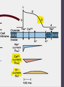 <p>What happens during Phase 3?</p>