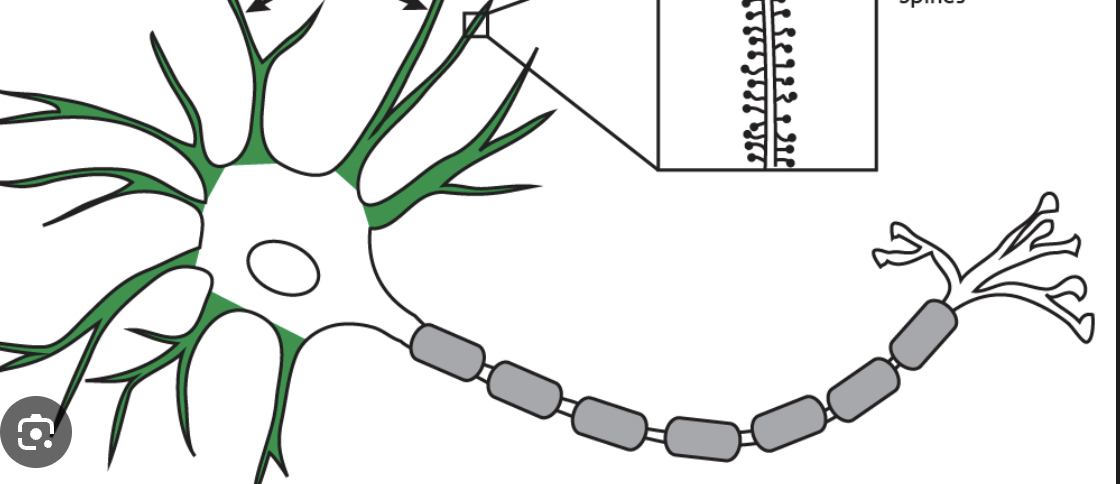 <p>what are the functions of this part of a neuron in green</p>