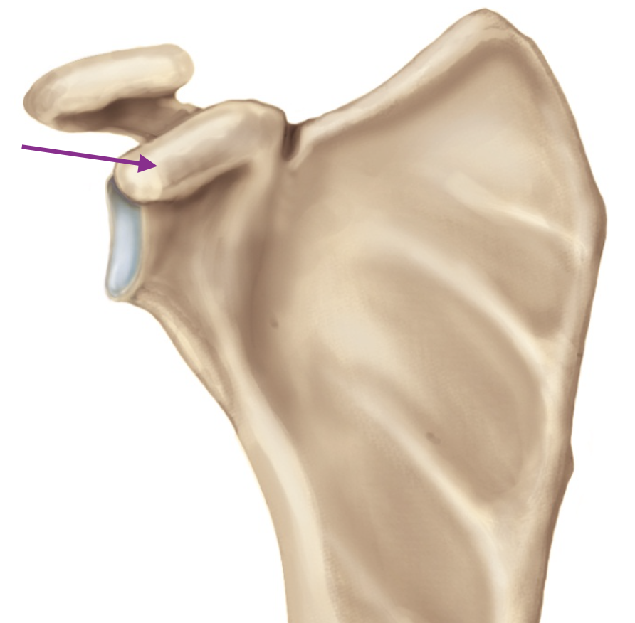 <p>Identify the anatomical feature of the scapula. </p>