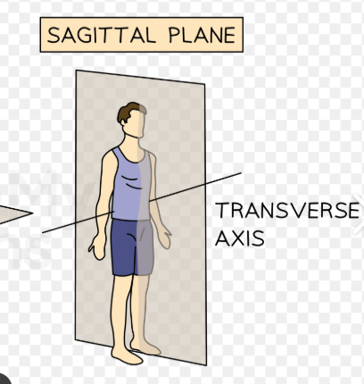 <p><span>Flexion and extension</span></p>