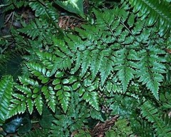 <p>Which of the following is a seedless vascular plant?</p><p>a. fern</p><p>b. conifer</p><p>c. liverwort</p><p>d. moss</p>