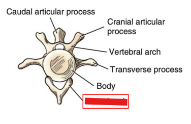 <p>Q1: The …… is present as a separate bone that articulates with the ventral surface of the 4th, 5th, and 6th caudal vertebrae. </p><p>A. spinous process </p><p>B. hemal arch </p><p>C. transverse process </p><p>D. articular process</p>