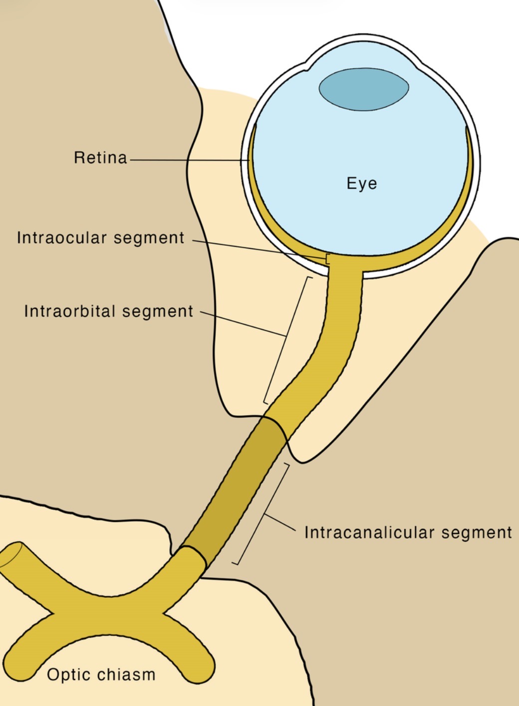<p>the segment that extends from <u>globe to optic foramen</u> at the orbital apex</p><ul><li><p>25-30mm in length</p></li></ul><p></p>