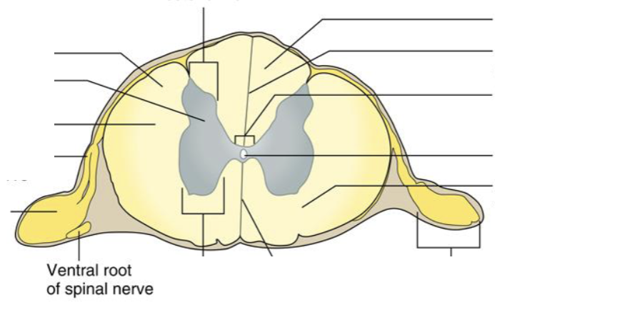 <p><strong>Location: Front side of spinal cord; Function: Carries motor signals AWAY from spinal cord</strong></p>