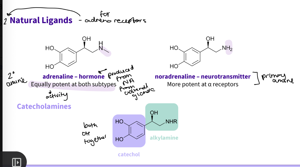 <p><strong>Adrenaline-hormone</strong></p><ul><li><p>secondary amine</p></li><li><p>equally potent/active at both subtypes</p></li><li><p>produced from noradrenaline in the adrenal glands</p></li></ul><p><strong>Noradrenaline-neurotransmitter</strong></p><ul><li><p>primary amine</p></li><li><p>more potent at receptors </p></li></ul><p><strong>These are catecholamines :</strong></p><ul><li><p>Both OH are together ( catechol)</p></li><li><p>alkylamine </p></li></ul><p></p>